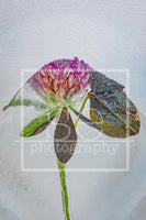 Matted 5x7 Photography Prints by se Photography